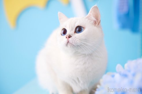 CoCoちゃん1枚目