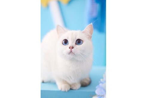 CoCoちゃん1枚目