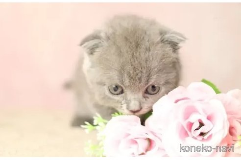 成約済の東京都のスコティッシュフォールド(折れ耳)-85706の3枚目