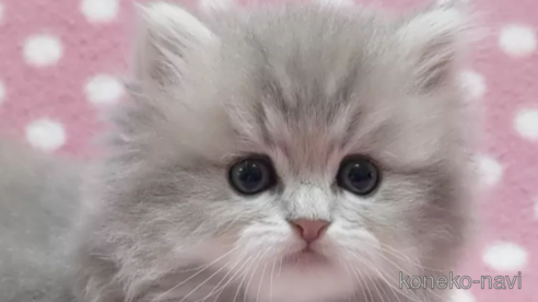 成約済の愛知県のペルシャ(チンチラ)-85711