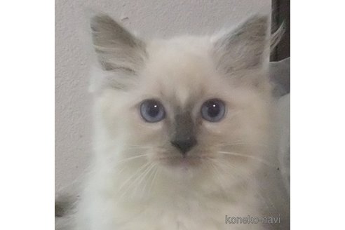 成約済の大阪府のラグドール-85749の8枚目