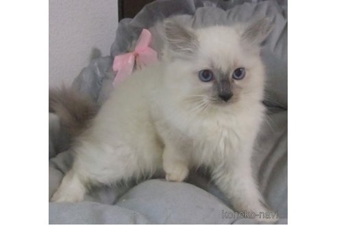 成約済の大阪府のラグドール-85749の3枚目
