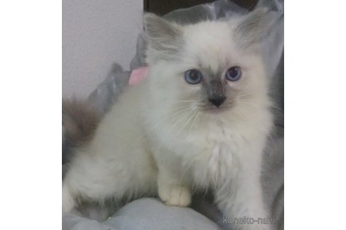 成約済の大阪府のラグドール-85749の4枚目
