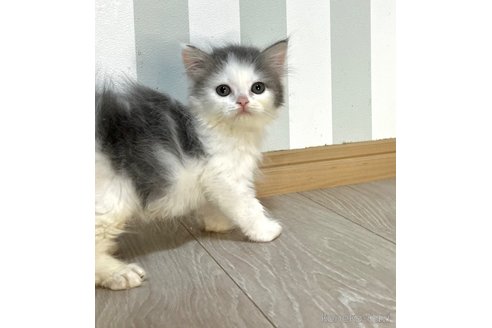 成約済の群馬県のミヌエット-84525の3枚目