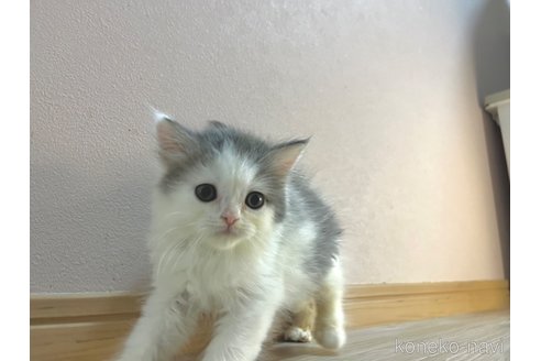 成約済の群馬県のミヌエット-84525の2枚目