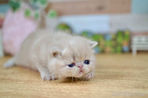 成約済の北海道のフォールデックス-85779の2枚目
