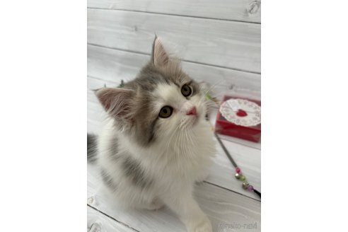 成約済の京都府のその他の猫種-80427の3枚目