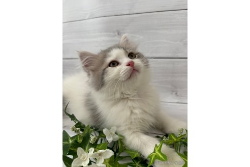 成約済の京都府のその他の猫種-80427の2枚目