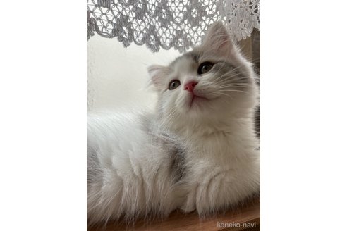 成約済の京都府のその他の猫種-80427の1枚目