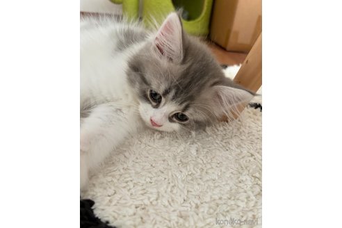 成約済の京都府のその他の猫種-80431の4枚目