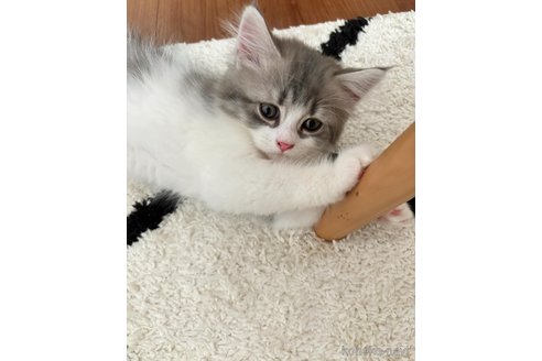 成約済の京都府のその他の猫種-80431の2枚目
