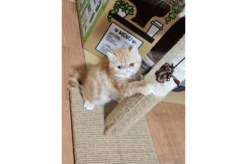 成約済の千葉県のエキゾチックショートヘア-84714の3枚目