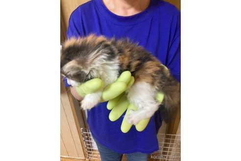 成約済の福岡県のノルウェージャンフォレストキャット-85861の3枚目