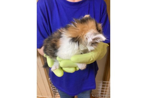 成約済の福岡県のノルウェージャンフォレストキャット-85861の4枚目