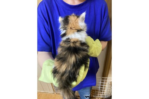 成約済の福岡県のノルウェージャンフォレストキャット-85861の5枚目