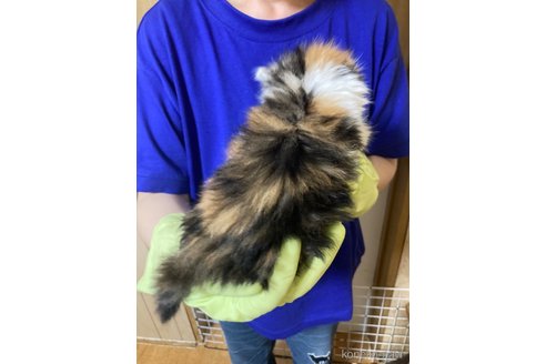 成約済の福岡県のノルウェージャンフォレストキャット-85861の6枚目