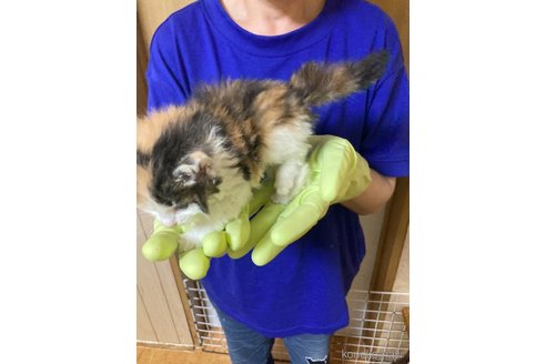 成約済の福岡県のノルウェージャンフォレストキャット-85861の7枚目