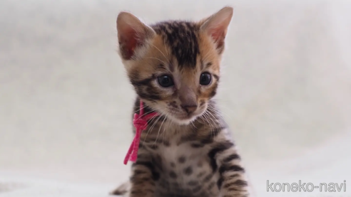 ベンガル子猫 オス ヒョウ柄 ロゼット | ブリーダー直販.com