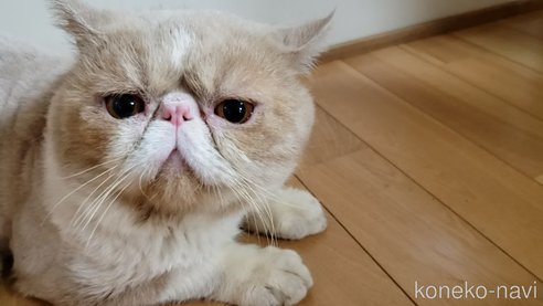 成約済の岐阜県のエキゾチックショートヘア-85503の2枚目