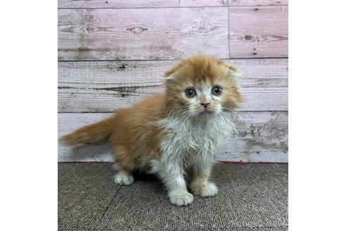 成約済の兵庫県のスコティッシュフォールド(折れ耳)-85875の2枚目