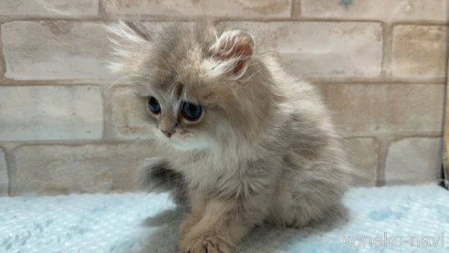 成約済の愛知県のペルシャ(チンチラ)-82676の3枚目