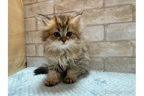 成約済の愛知県のペルシャ(チンチラ)-82675の1枚目