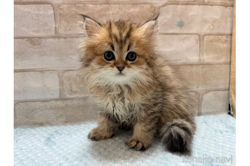 成約済の愛知県のペルシャ(チンチラ)-82675の3枚目