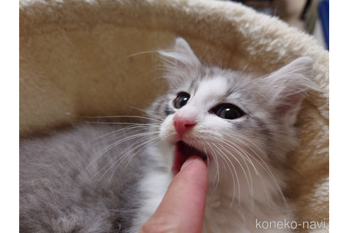 成約済の埼玉県のノルウェージャンフォレストキャット-82832の4枚目