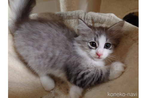 成約済の埼玉県のノルウェージャンフォレストキャット-82832の2枚目