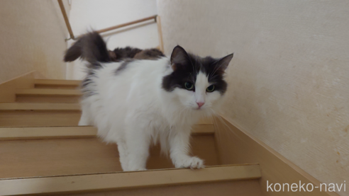 成約済の埼玉県のノルウェージャンフォレストキャット-82050の1枚目