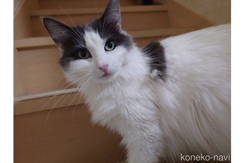 成約済の埼玉県のノルウェージャンフォレストキャット-82050の5枚目