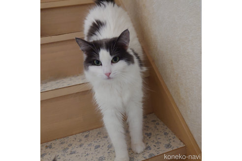 成約済の埼玉県のノルウェージャンフォレストキャット-82050の2枚目
