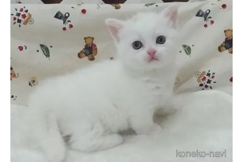新品未使用！Dodge猫耳アンゴラ三毛猫ワッチ （ブラック