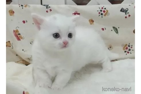 成約済の大阪府のマンチカン(短足)-85898の2枚目