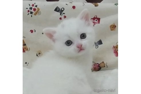 成約済の大阪府のマンチカン(短足)-85898の3枚目