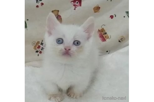 成約済の大阪府のマンチカン(短足)-85900の1枚目