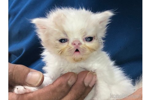 成約済の三重県のエキゾチックショートヘア-85917の3枚目