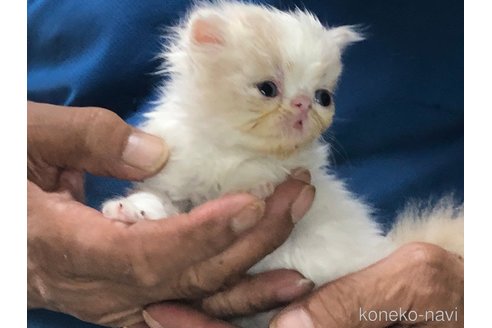 成約済の三重県のエキゾチックショートヘア-85917の5枚目