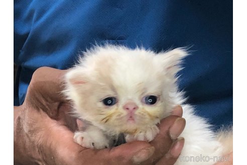 成約済の三重県のエキゾチックショートヘア-85917の6枚目