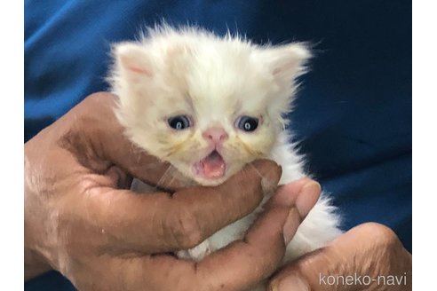 成約済の三重県のエキゾチックショートヘア-85917の7枚目