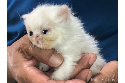 成約済の三重県のエキゾチックショートヘア-85917の8枚目