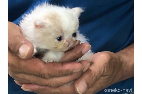 成約済の三重県のエキゾチックショートヘア-85917の9枚目