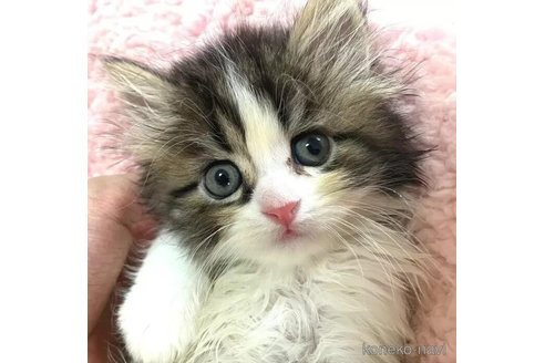 成約済の愛知県のペルシャ-85916の1枚目