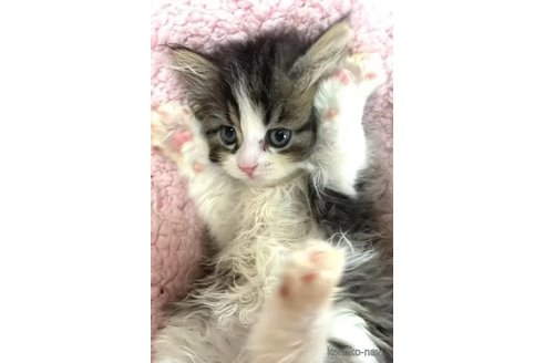 成約済の愛知県のペルシャ-85916の2枚目