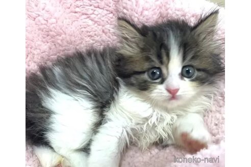 成約済の愛知県のペルシャ-85916の3枚目