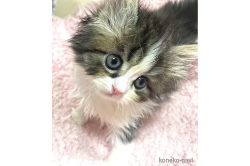 成約済の愛知県のペルシャ-85916の4枚目