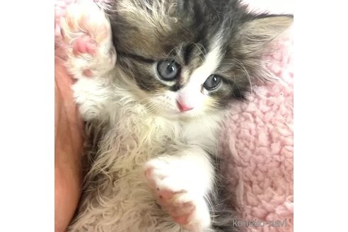 成約済の愛知県のペルシャ-85916の5枚目