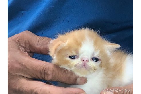 成約済の三重県のエキゾチックショートヘア-85919の3枚目