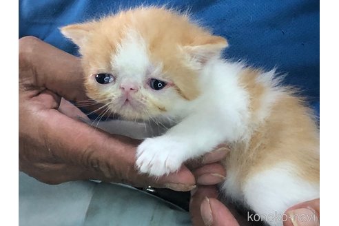 成約済の三重県のエキゾチックショートヘア-85919の1枚目