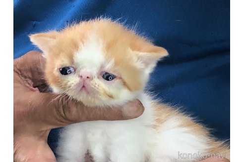 成約済の三重県のエキゾチックショートヘア-85919の4枚目